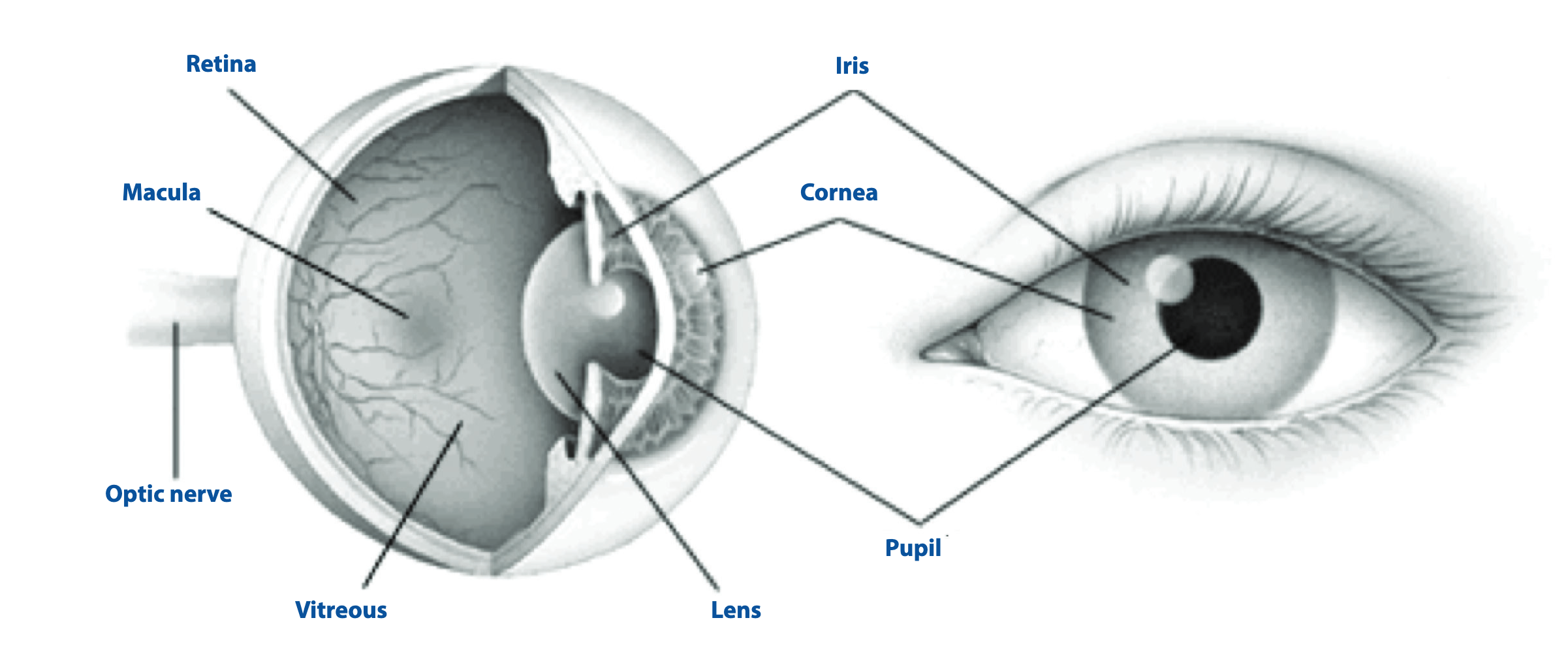 ایمنی چشم در برابر لیزر های شبکه فیبر نوری